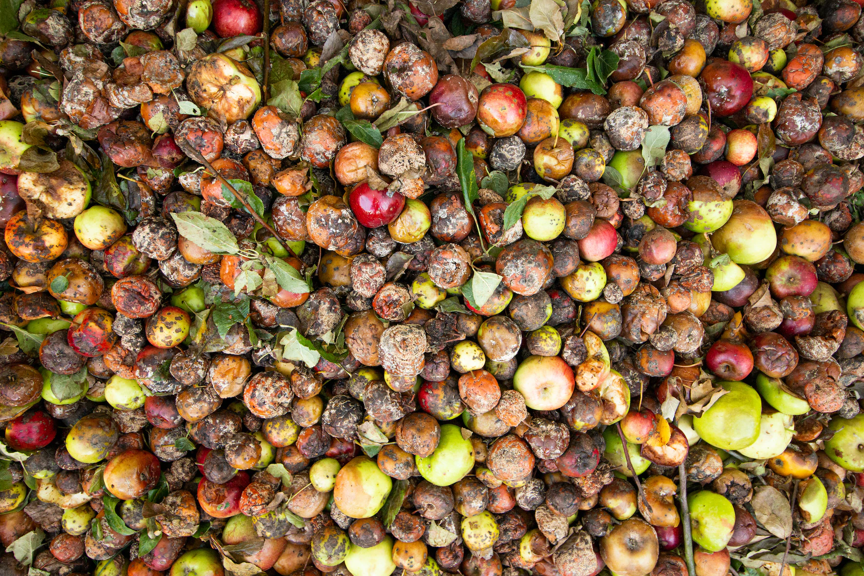 From Plate to Planet: How Food Waste Fuels Climate Change