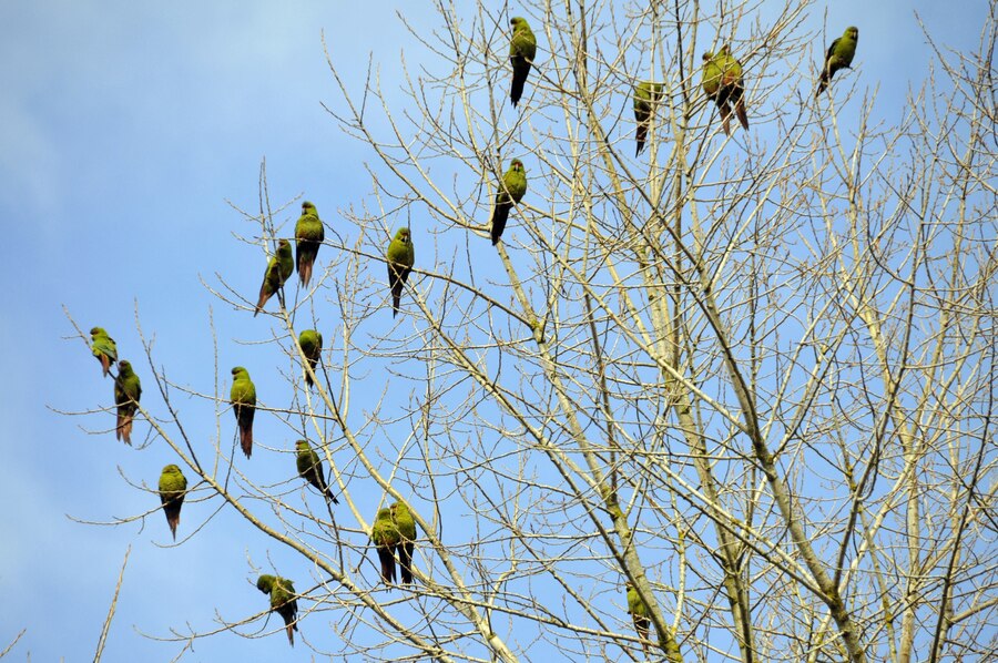 Alarming Decline Threatens Parrot Populations in Pakistan