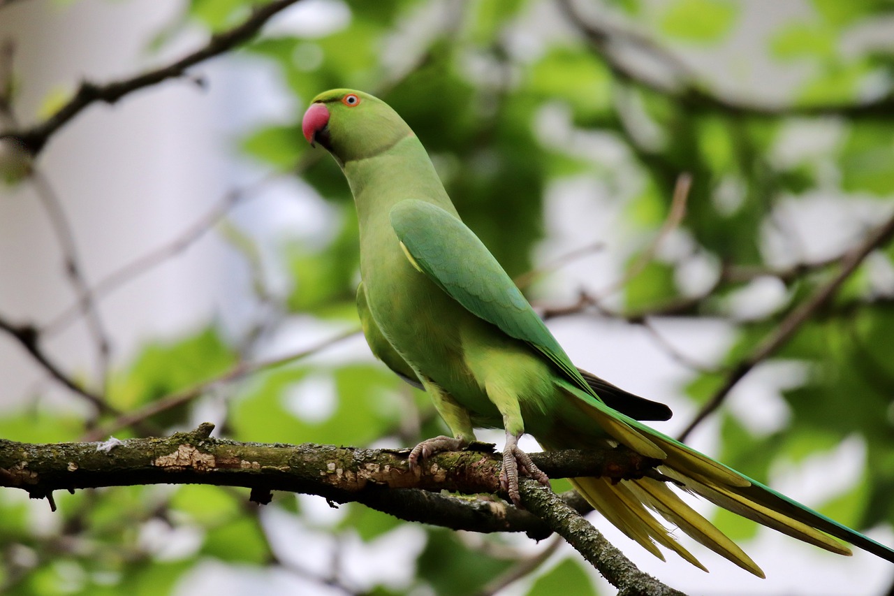 Alarming Decline Threatens Parrot Populations in Pakistan.