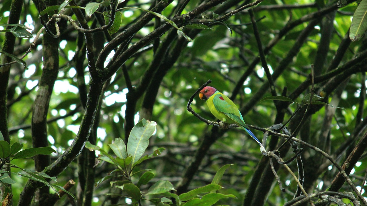 Alarming Decline Threatens Parrot Populations in Pakistan