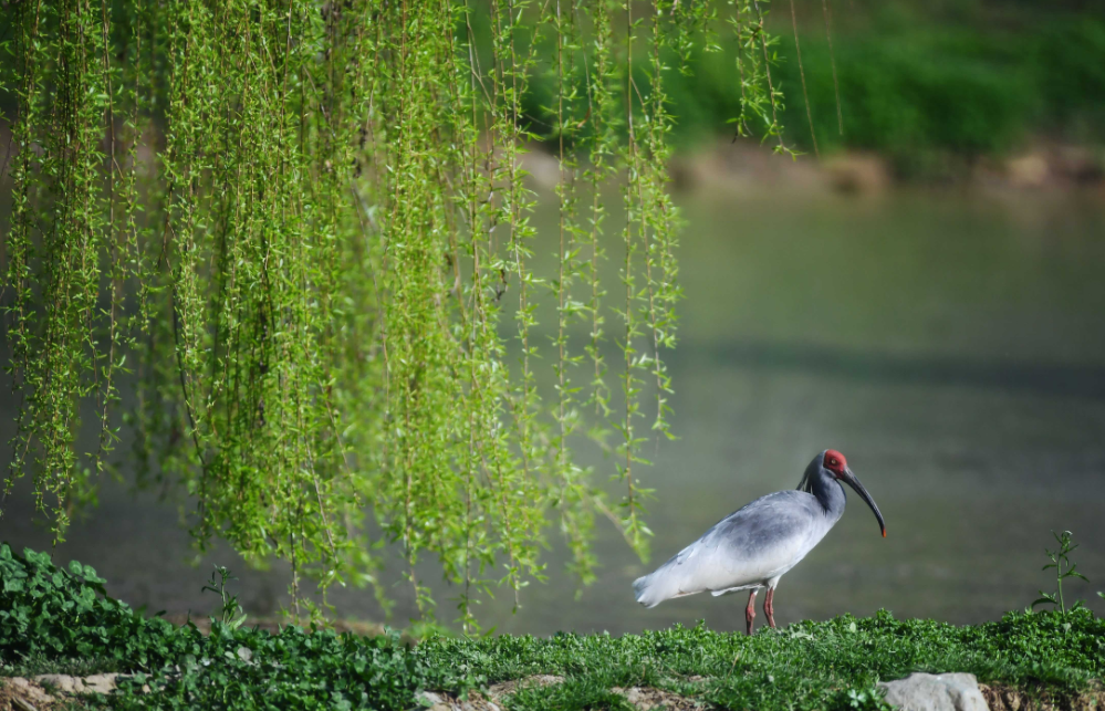 Protecting Nature, Enhancing Lives