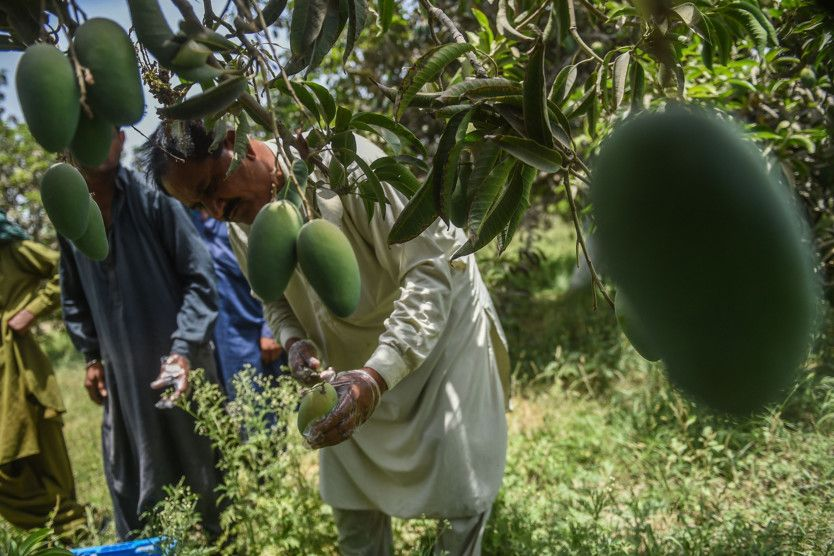 KP's Mango Farmers Grapple with Global Warming