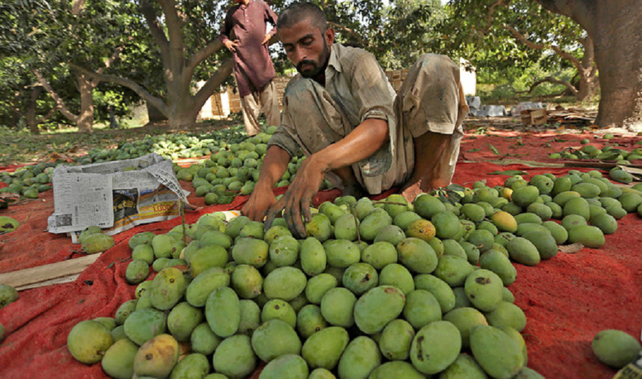 KP's Mango Farmers Grapple with Global Warming