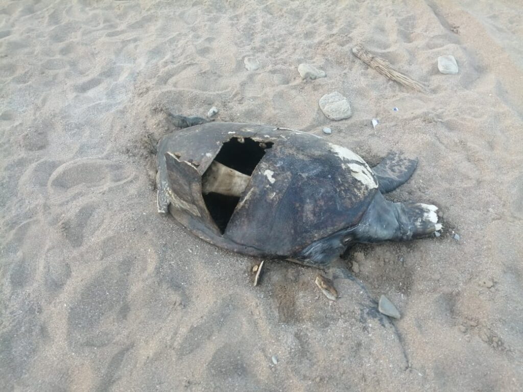 Balochistan's Coastal Turtles Under Threat from Rising Pollution
