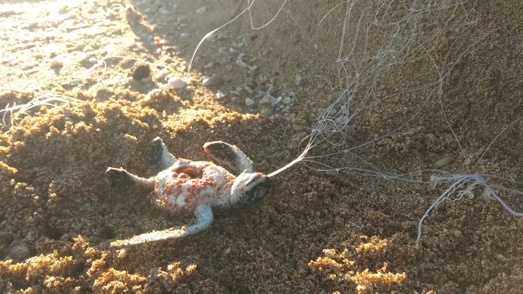 Marine Life at Risk as Plastic Pollution Surges in Coastal Areas