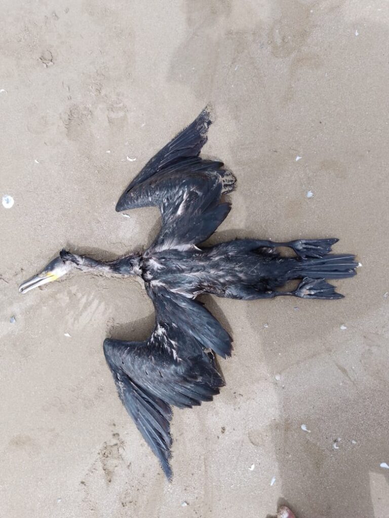 Marine Life at Risk as Plastic Pollution Surges in Coastal Areas
