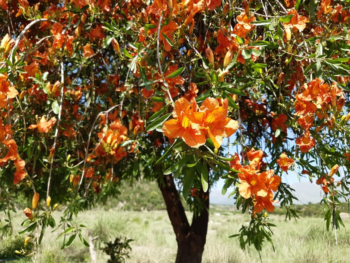 The 'Saintly' Tree of Thar