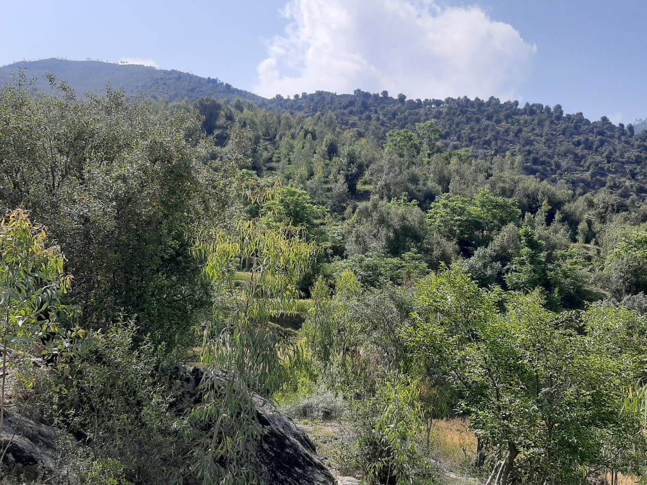 Centuries-old Tribal Tradition Revived to Fight Climate in Bajaur