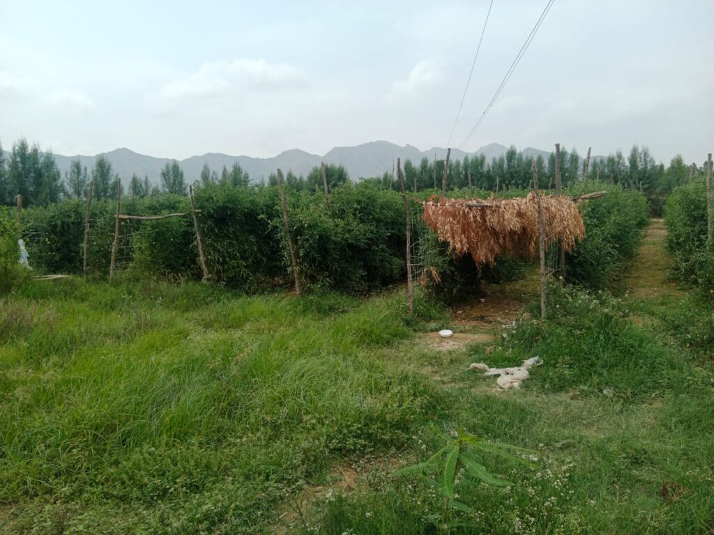 When Borders Close, Mohmand’s Farmers Pay the Price